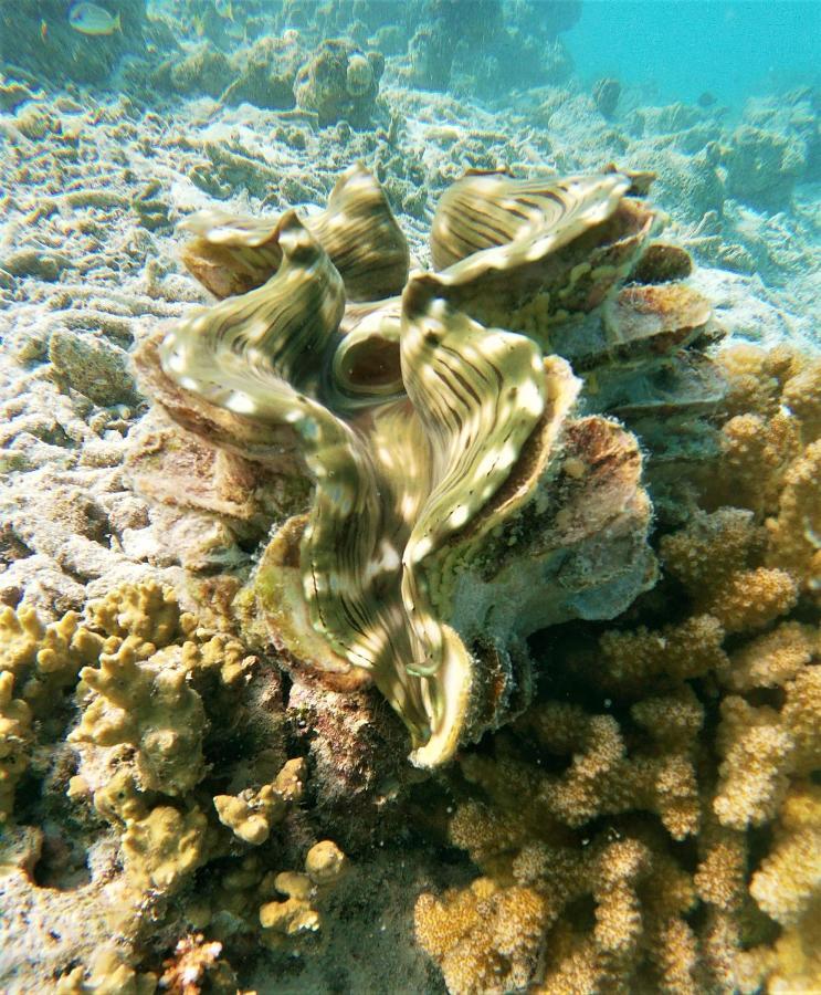 One The Island Otel Naifaru Dış mekan fotoğraf